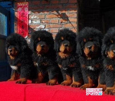 【开云电竞】GIF-小卢卡斯连过2人+小角度爆射破门 热刺1