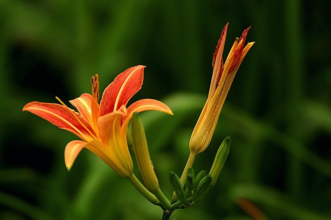 爆甄子丹最震撼剧照 首次露臀牺牲色相【开云电竞官方网站】(图3) 开云电竞官方网站